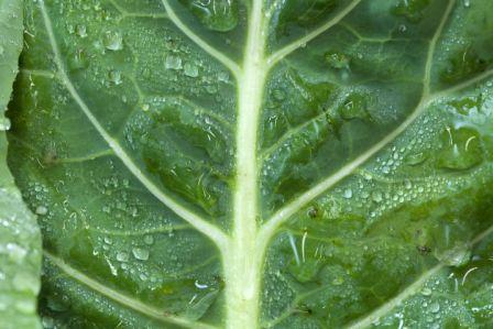 Organic Champion Collards Brassica oleracia